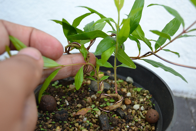 Growing Bonsai From Seed